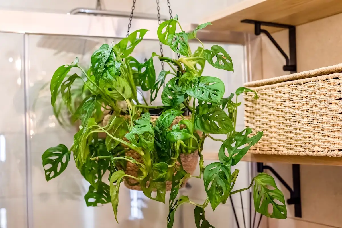 philodendron bathroom hanging basket
