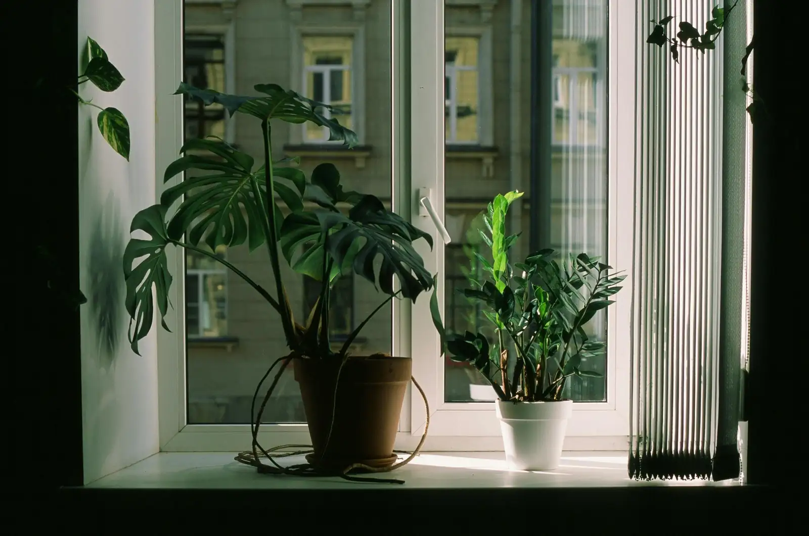 Philodendron Companions: Perfect Pairings for a Lush Indoor Oasis