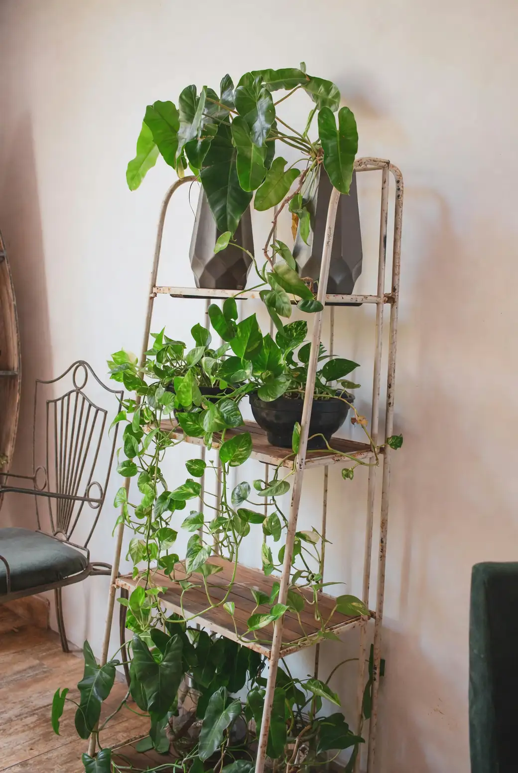 pothos philodendron shelf display