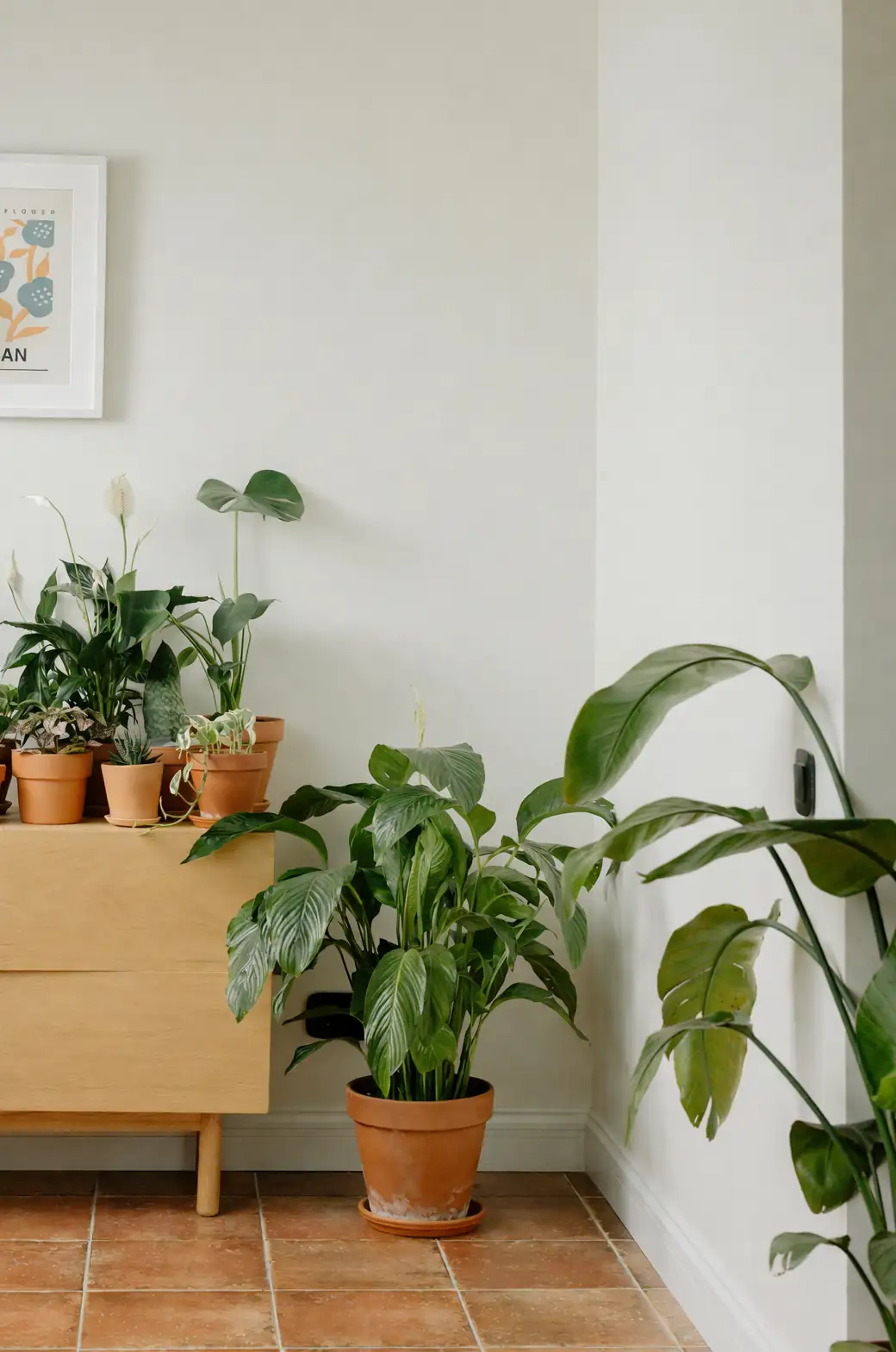 snake plant philodendron corner