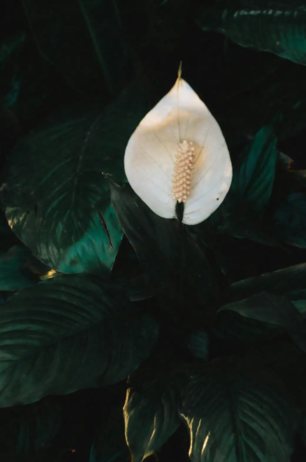 peace lily philodendron arrangement