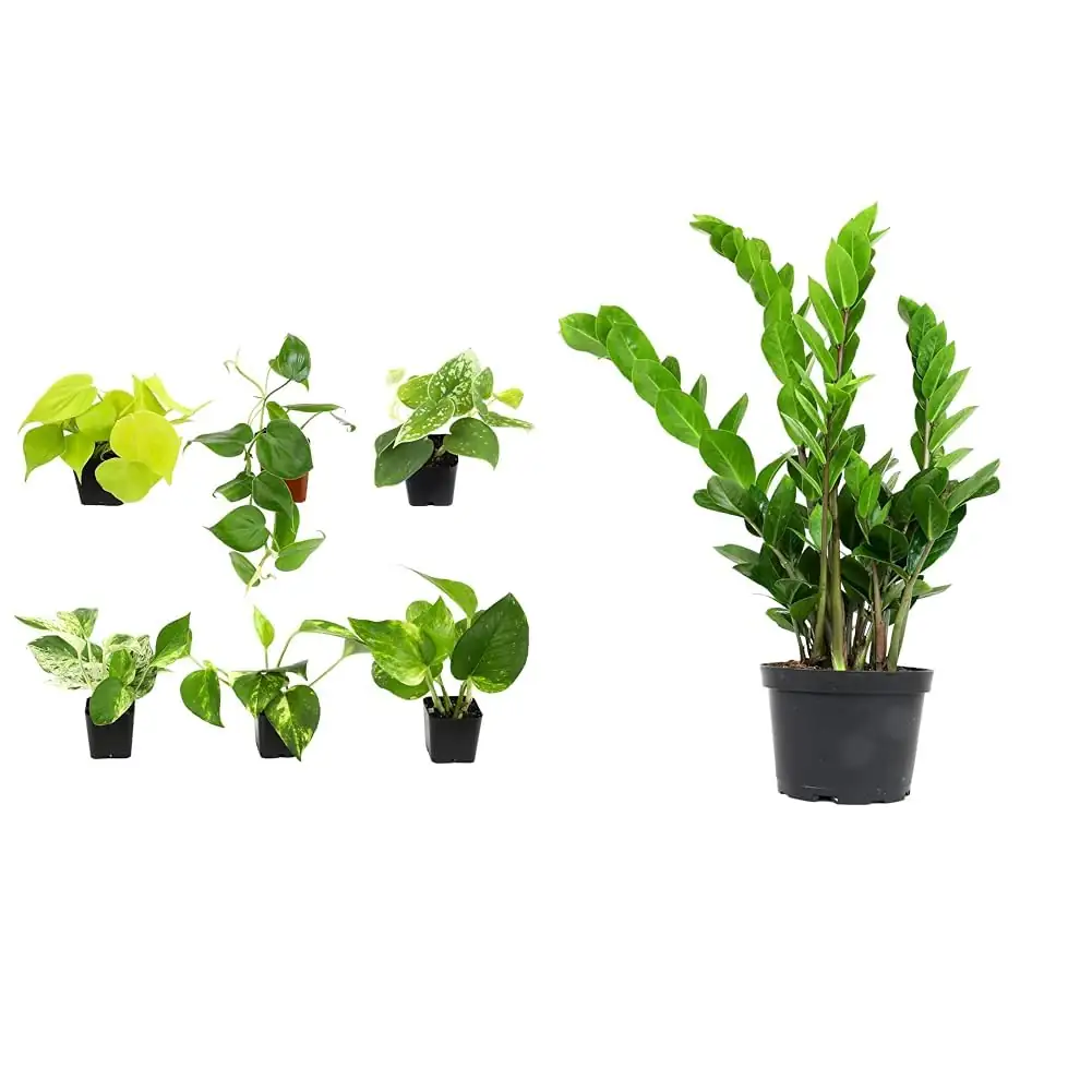 zz plant philodendron display