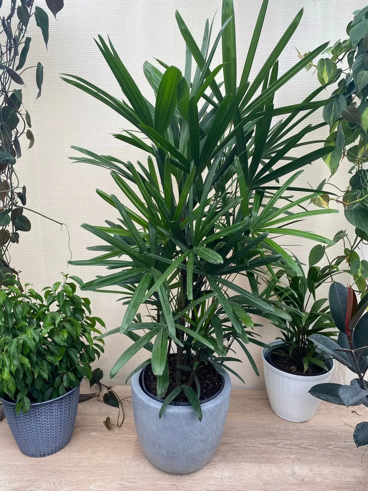 watering lady palm indoor