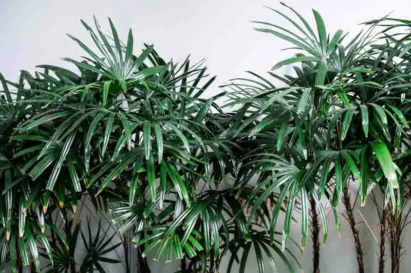 Pest Patrol: Keeping Your Lady Palm Healthy and Bug-Free