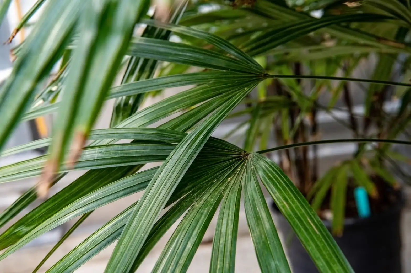lady palm in modern home