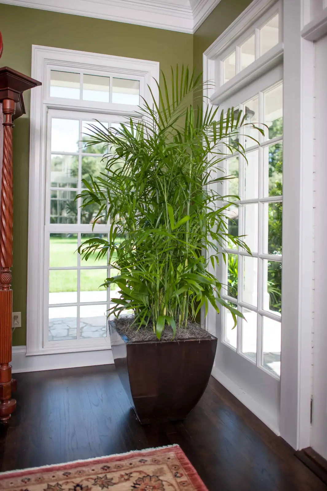 lady palm air purification