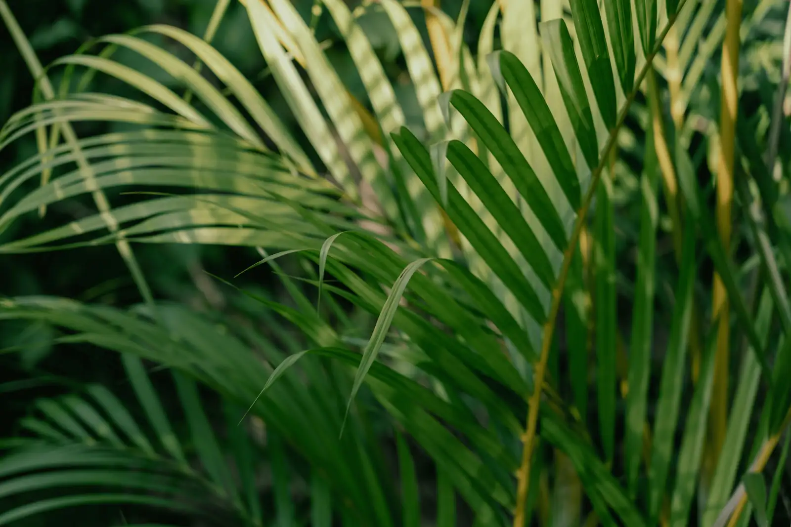lady palm bamboo-like canes