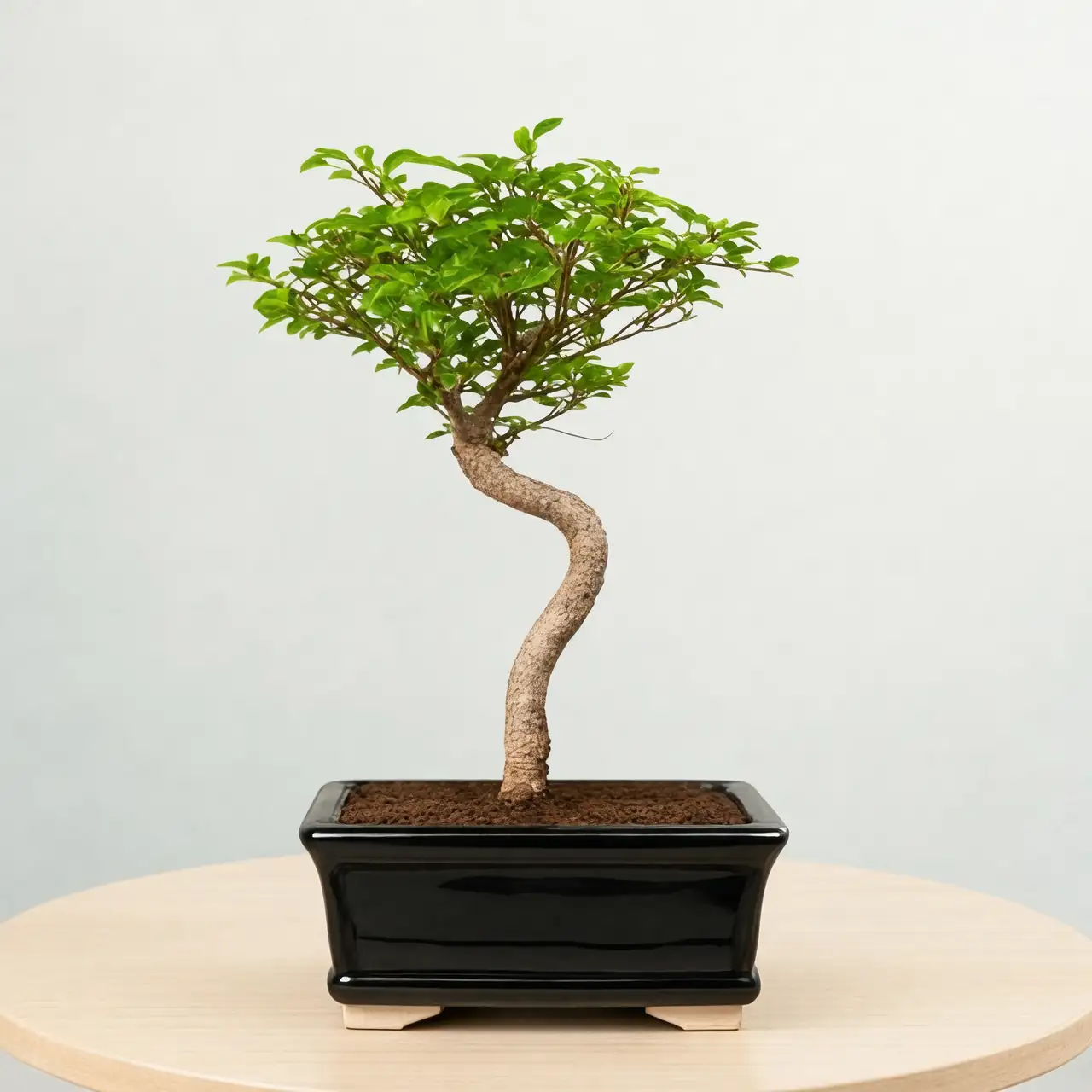 lady palm bonsai style