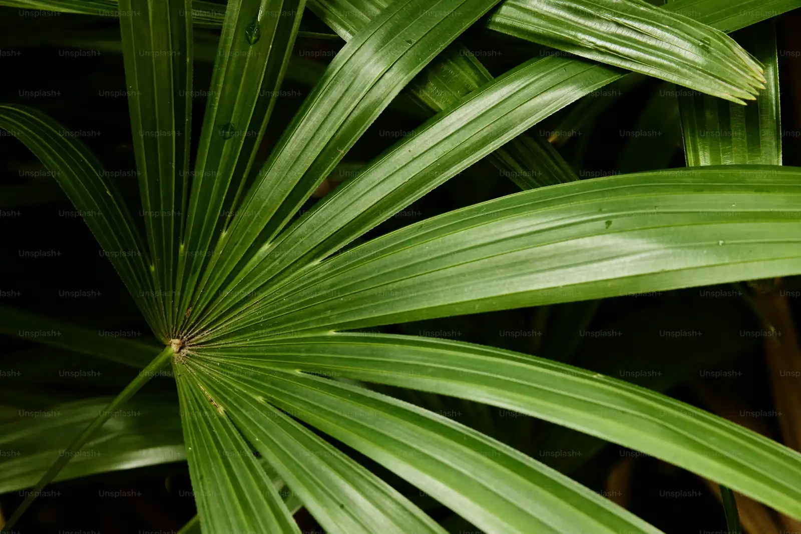 lady palm leaves close-up