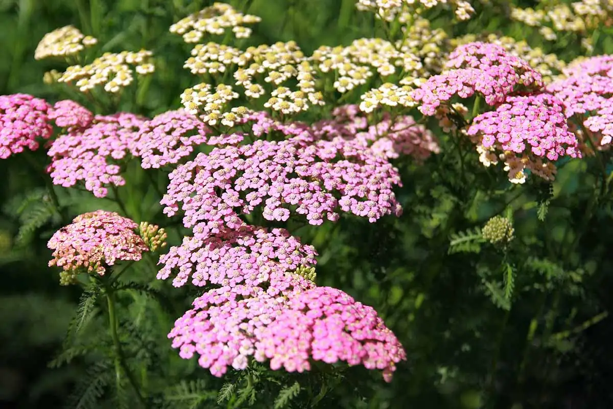 Yarrow Care 101: Mastering the Art of a Low-Maintenance Bloom