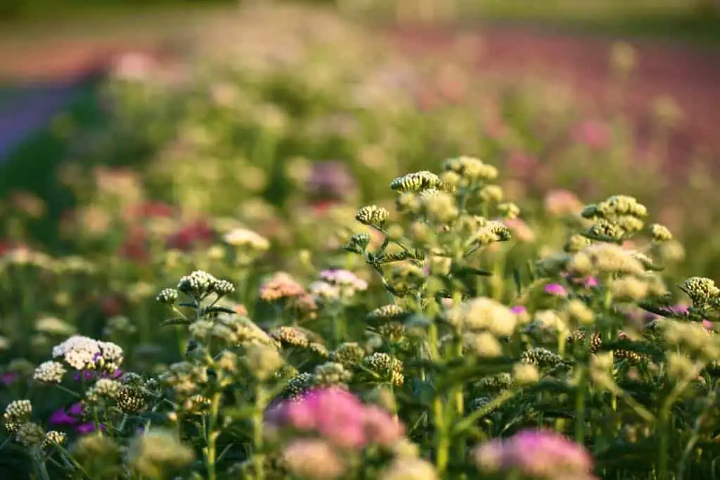 yarrow in full sunlight