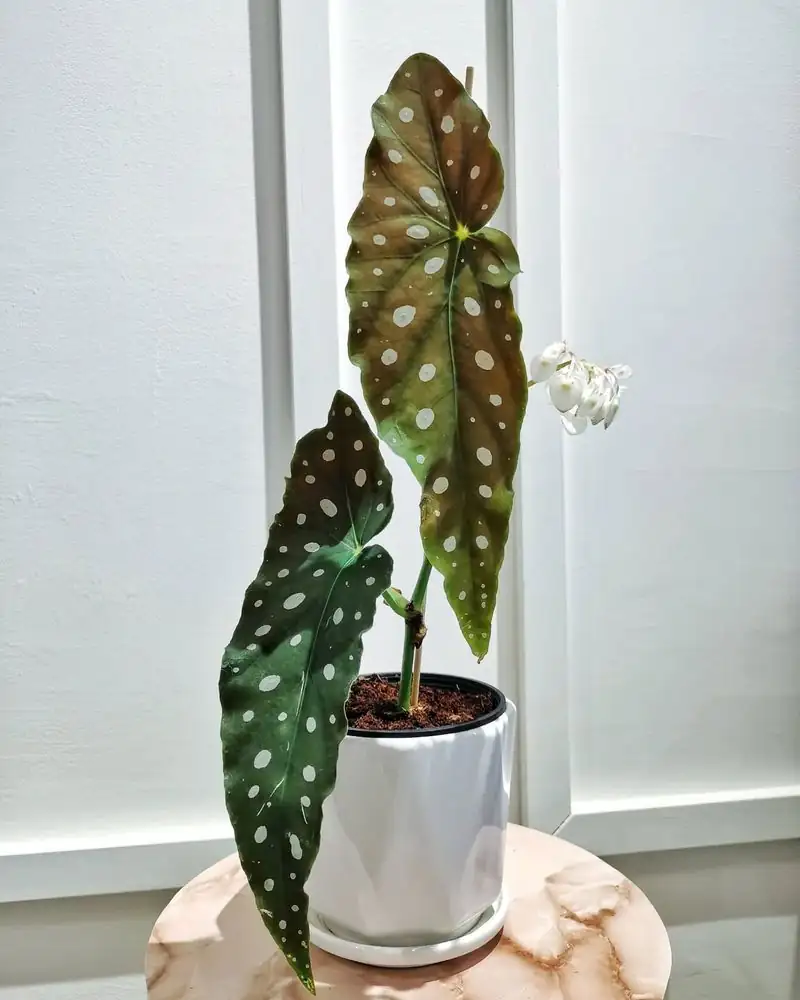 begonia maculata near window light