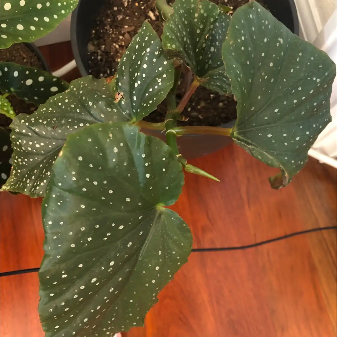watering polka dot begonia soil