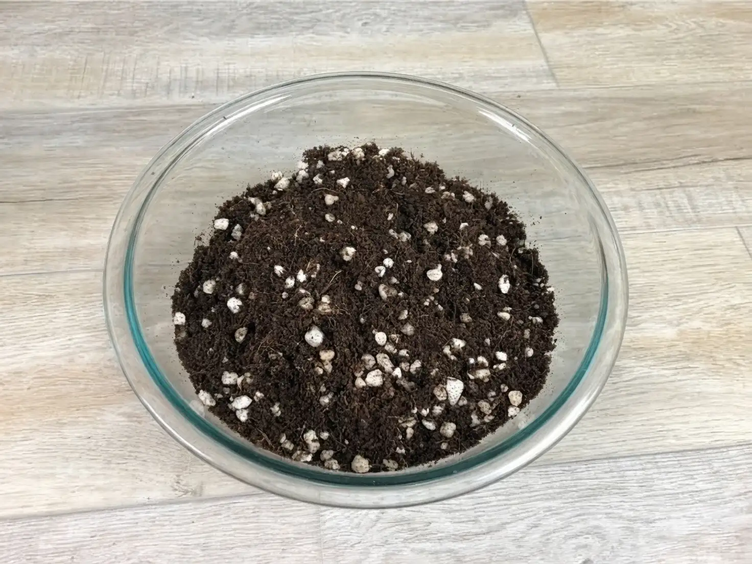 begonia maculata potting mix preparation
