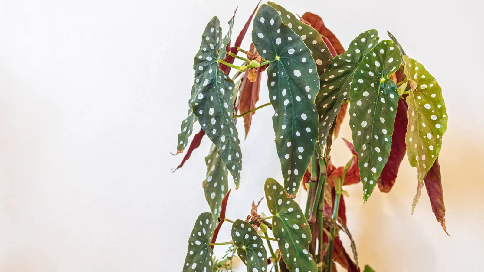The Fascinating Journey of the Polka Dot Begonia: From Brazilian Forests to Your Living Room