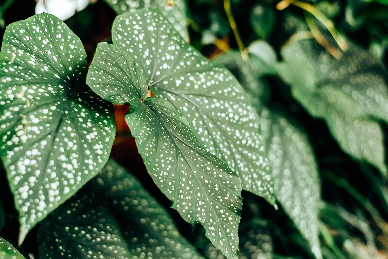 begonia maculata leaf close-up