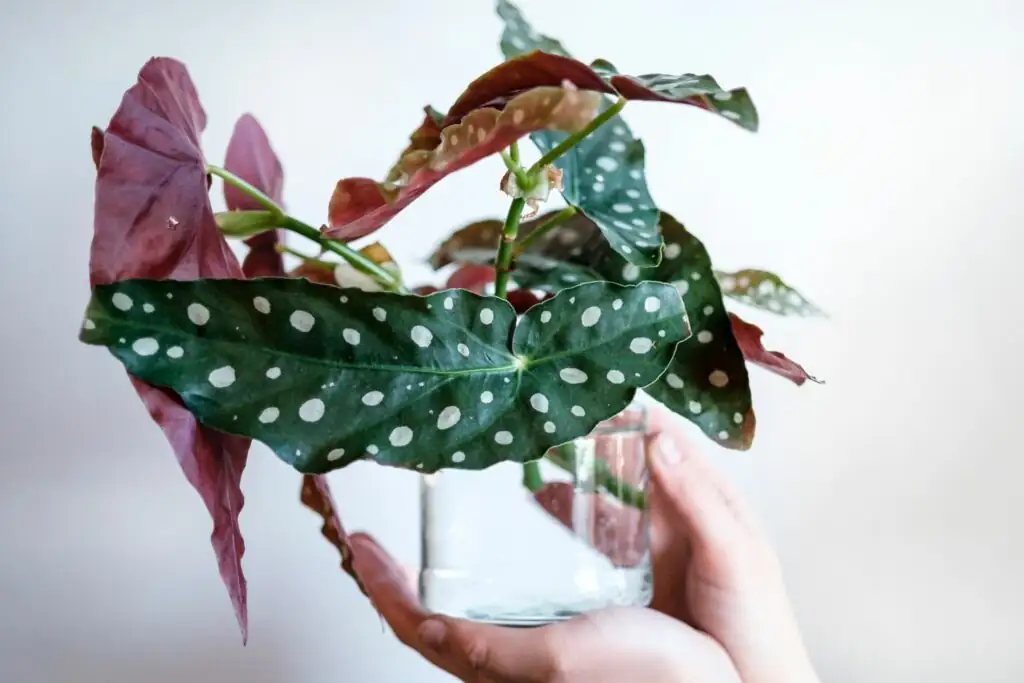 watering begonia maculata