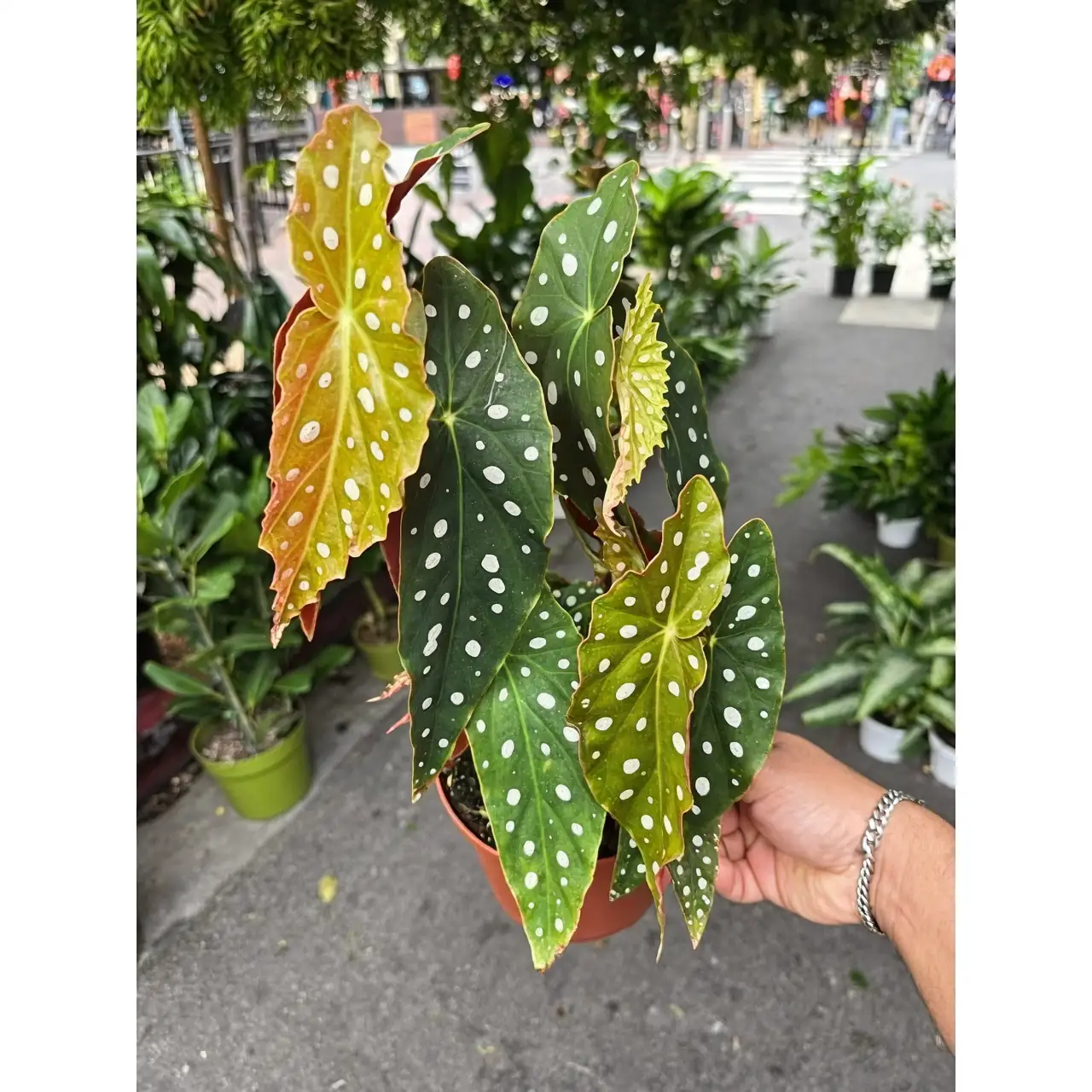 Polka Dot Begonia Quirks: Why Those Spots Steal the Show
