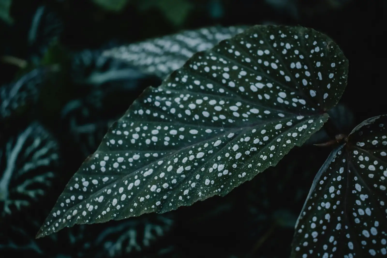 polka dot begonia flowers close-up