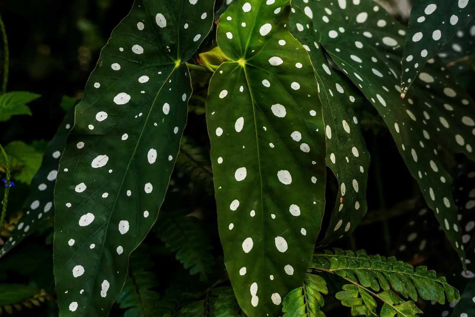The Heartbreak Flower: Unpacking the Symbolism and Cultural Meaning of Begonia maculata