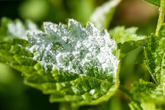 powdery mildew on yarrow
