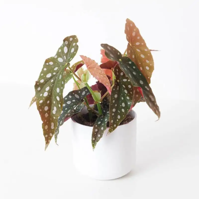 polka dot begonia in home decor
