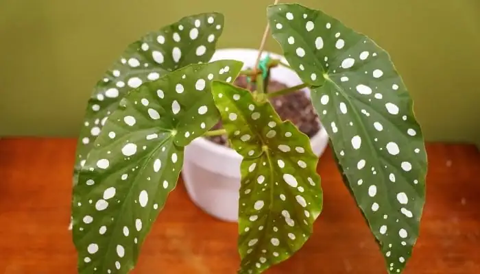 polka dot begonia care tips
