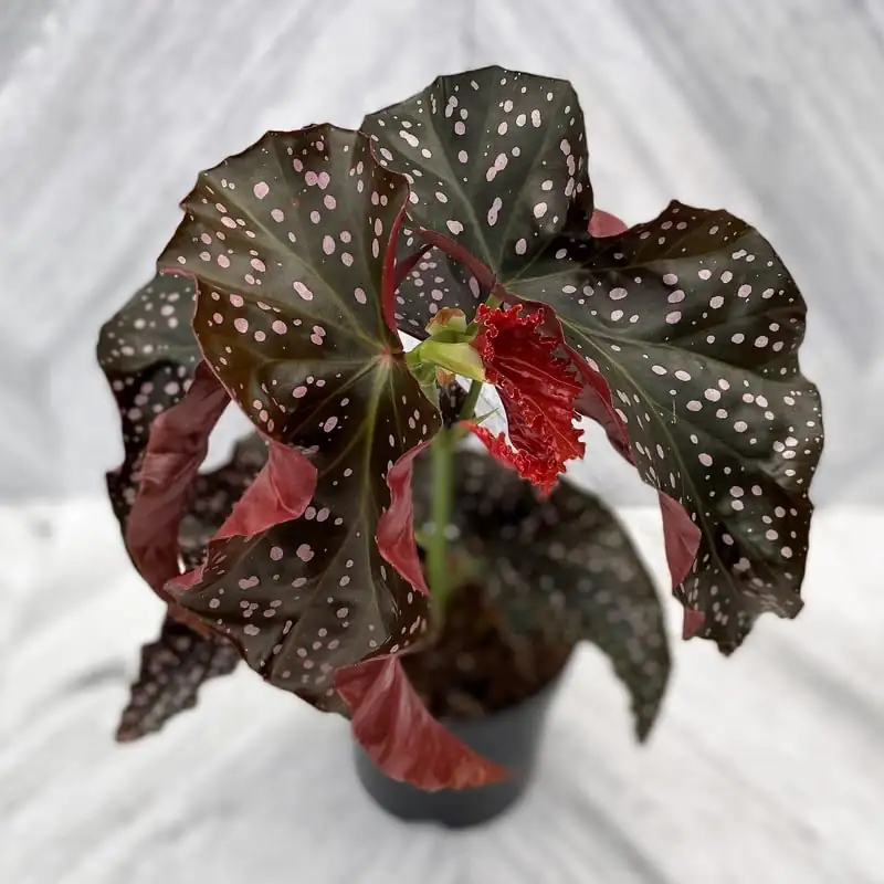 Companion Planting with Polka Dot Begonia: Creating a Lush Indoor Oasis