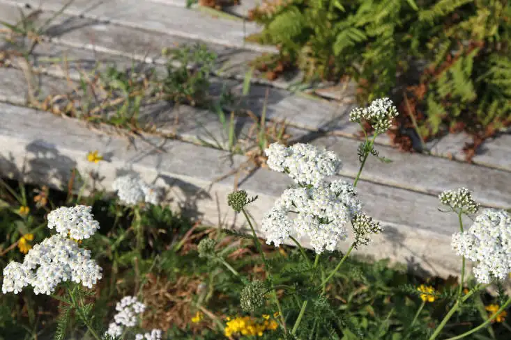 yarrow garden maintenance