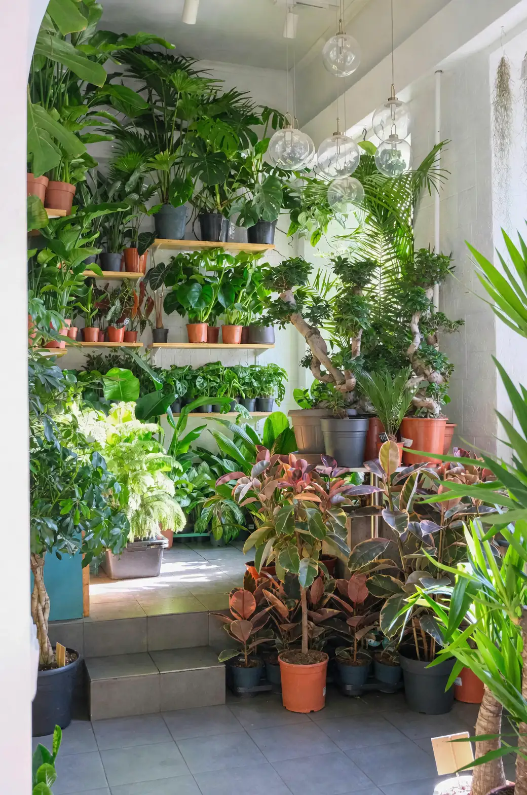 houseplants diverse leaf shapes
