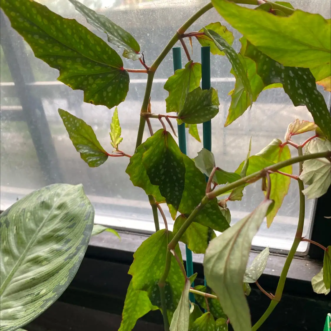 Calathea and Polka Dot Begonia indoor setup