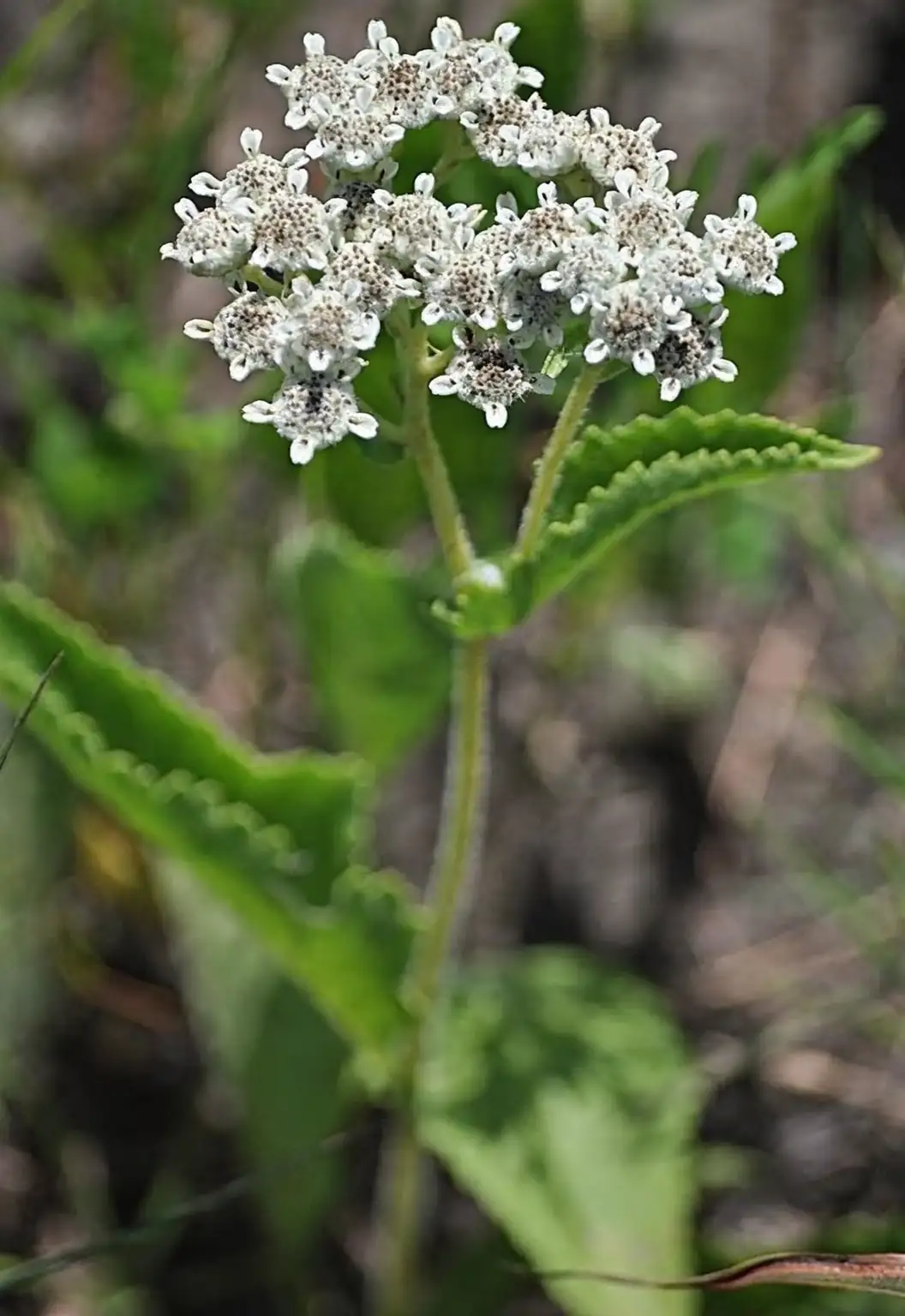 Achilles using yarrow in battle