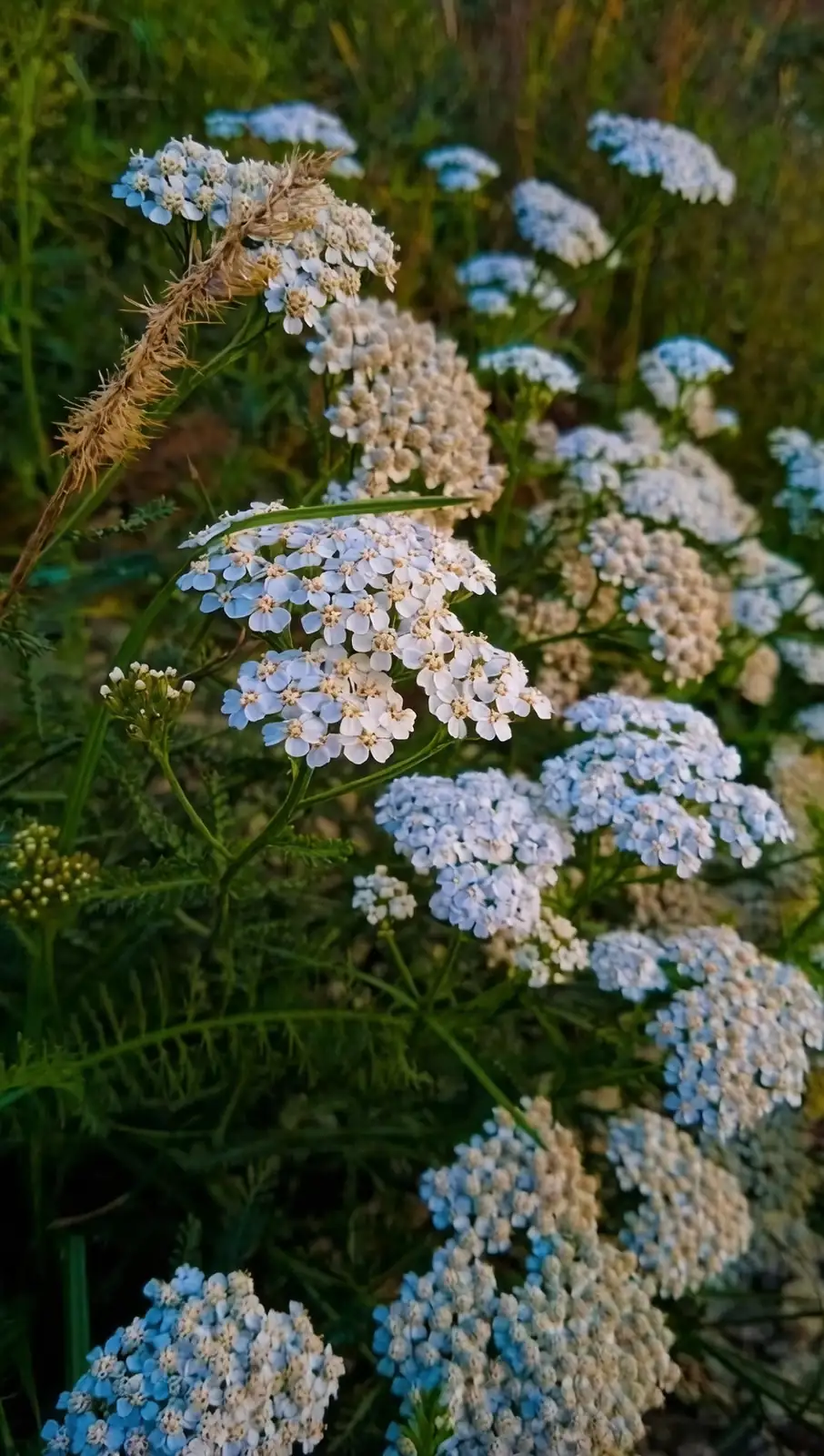 yarrow in diverse landscapes