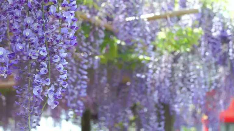 Mastering Wisteria Care: Pruning Secrets for a Blooming Success