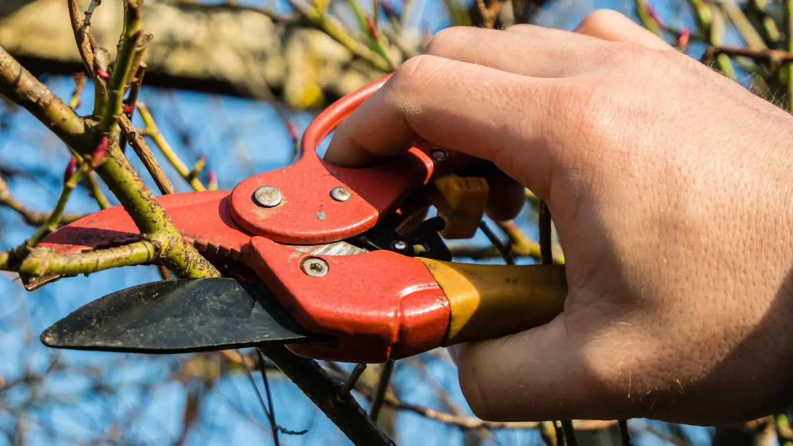 wisteria pruning tools close-up