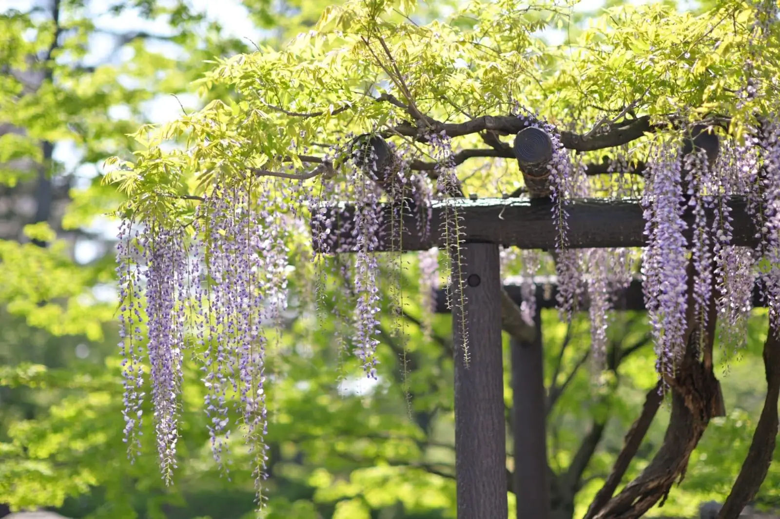 wisteria on pergola support