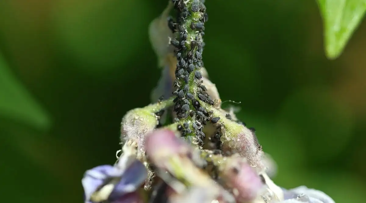 aphids on wisteria leaves
