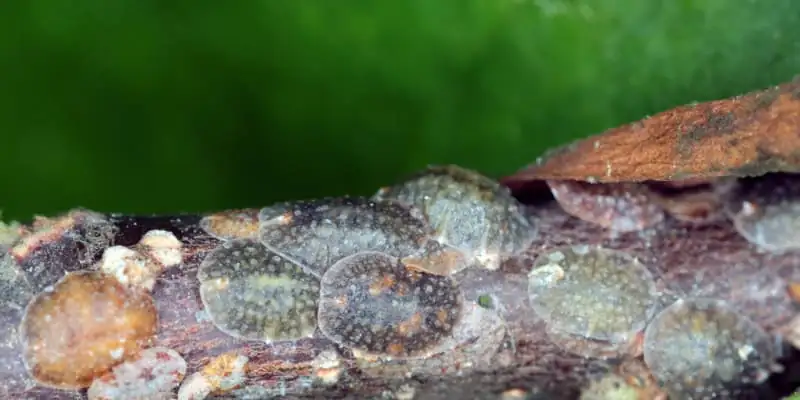 scale insects on wisteria