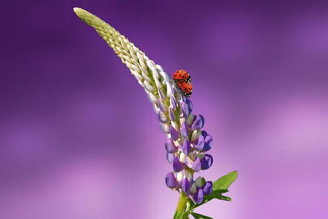 ladybugs on wisteria