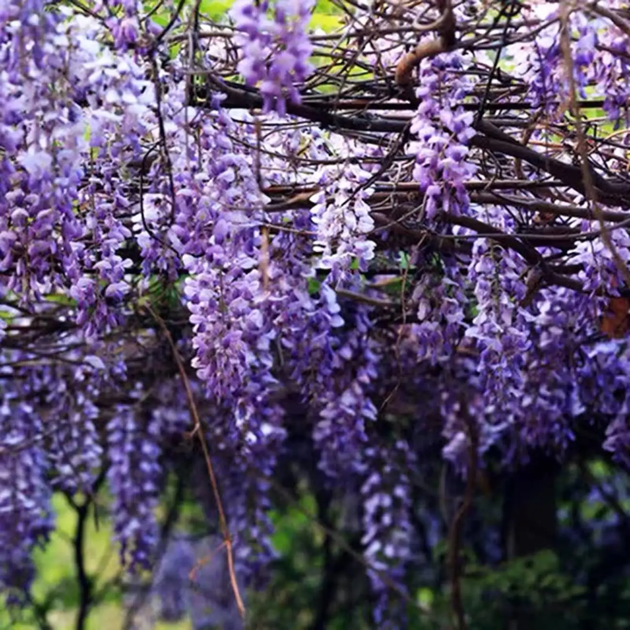 From Ancient Gardens to Modern Yards: The Journey of Wisteria