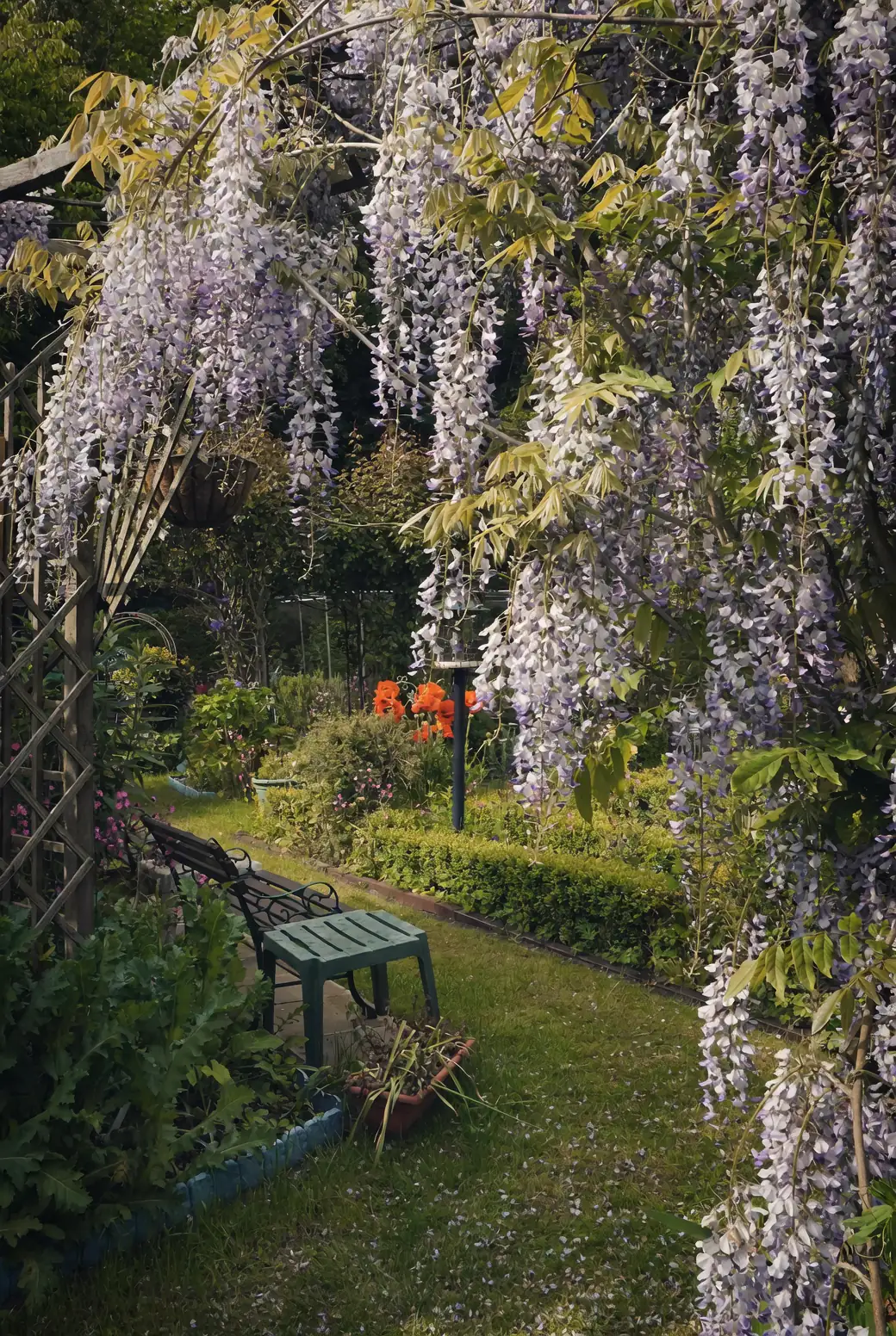 wisteria in British garden