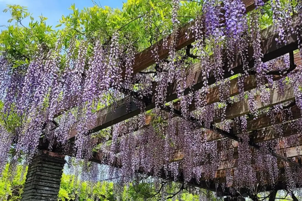 wisteria on pergola in sunlight