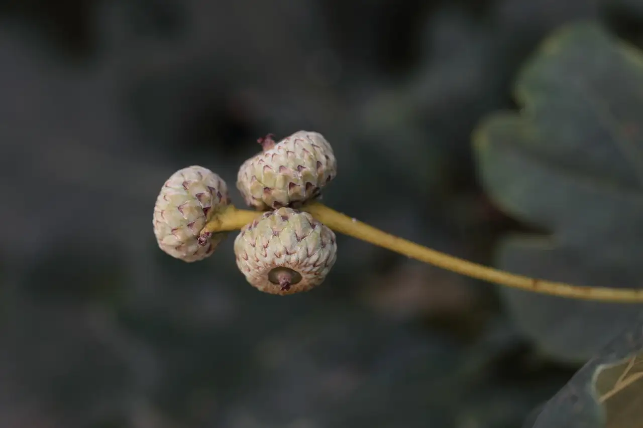wisteria seeds and pods close-up