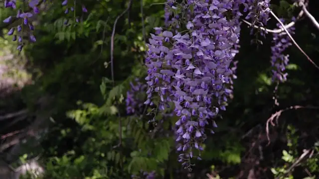 Whimsical Wisteria: Fun Facts and Quirky Traits