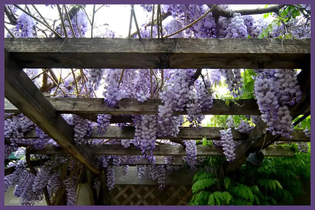 wisteria vine climbing pergola