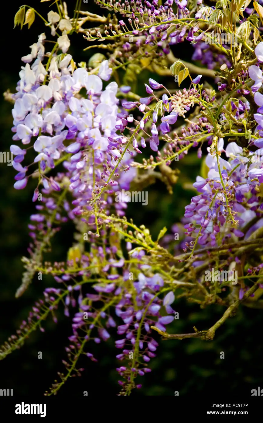 wisteria flowers close-up