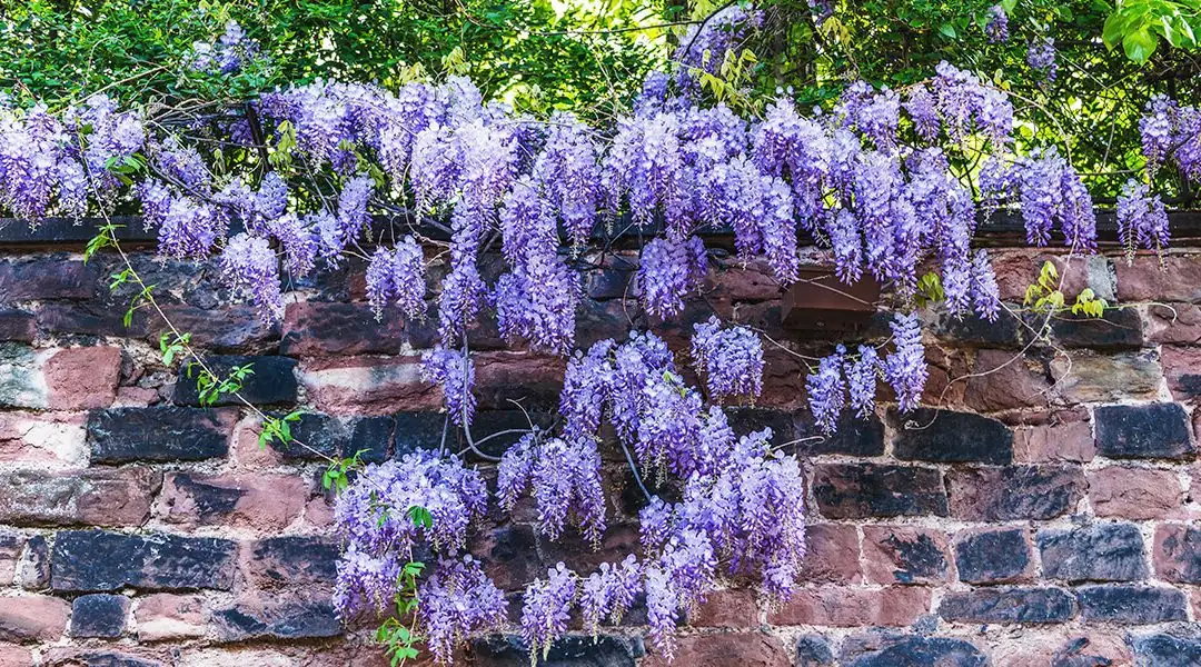 pruning wisteria vine