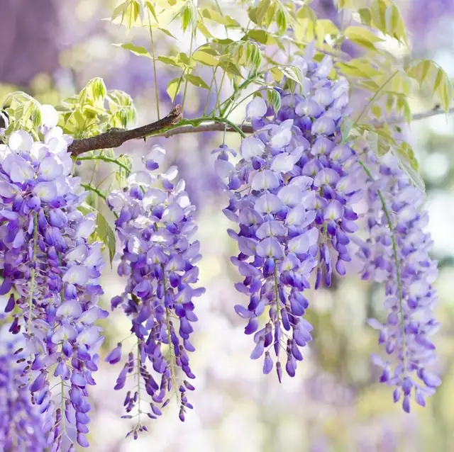 The Language of Flowers: Unraveling Wisteria’s Romantic Symbolism