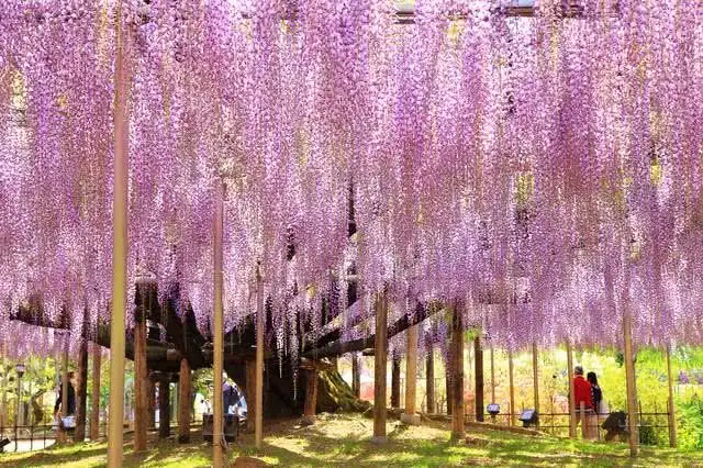 wisteria in japanese garden