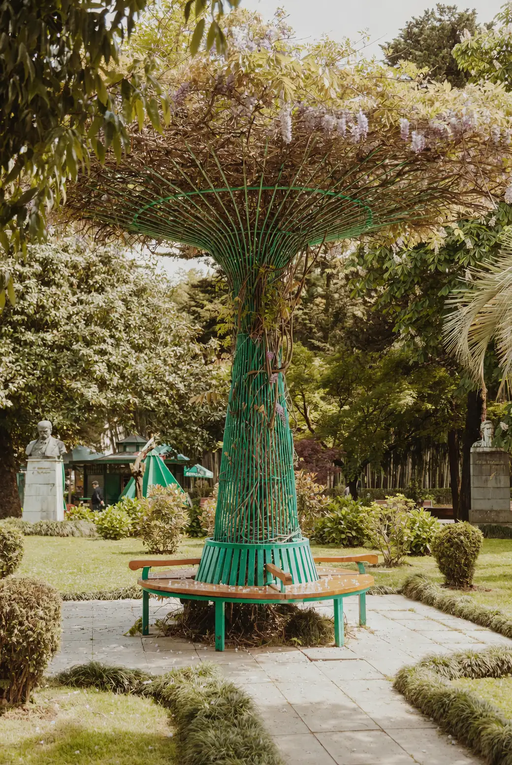 wisteria climbing pergola